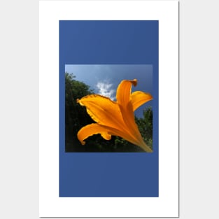 Orange Daylily against blue sky, summer garden Posters and Art